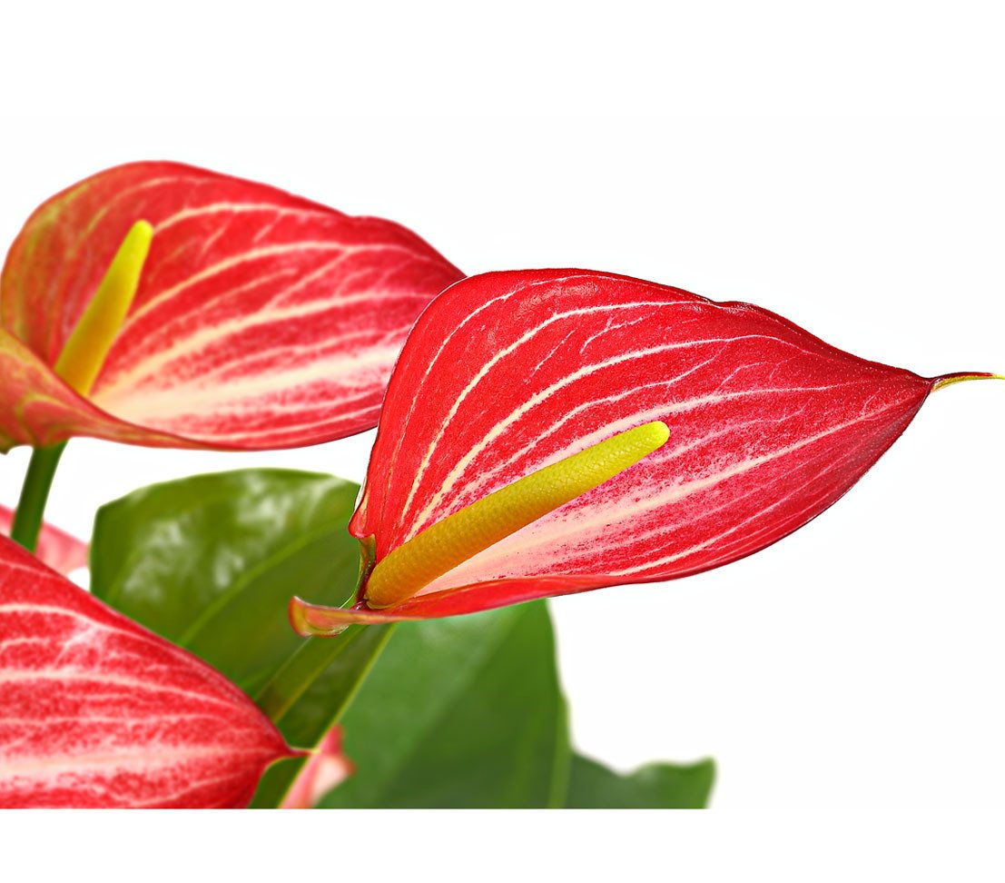 Dehner Zimmerpflanze Flamingoblume, Anthurium andreanum Livium, versch. Größen, Blüten im rot-weiß-grünen Farbspiel – Bild 2 von 2