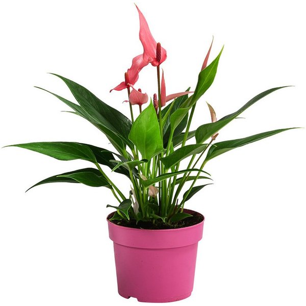 Dehner Zimmerpflanze Flamingoblume Lilli, Anthurium andreanum, rosa-weiße Blüten, exotische Zimmerpflanze mit roten Blütenkolben