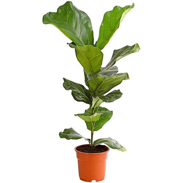 Dehner Zimmerpflanze Geigenfeige, Ficus lyrata, 65-75 cm, imposantes Blattwerk, leierblättriger Gummibaum