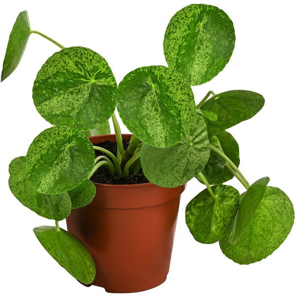 Dehner Zimmerpflanze Glückstaler, Pilea peperomioides Mojito, 15 cm, Ø Topf 13 cm, Pflanzen-Rarität mit panaschierten Blättern