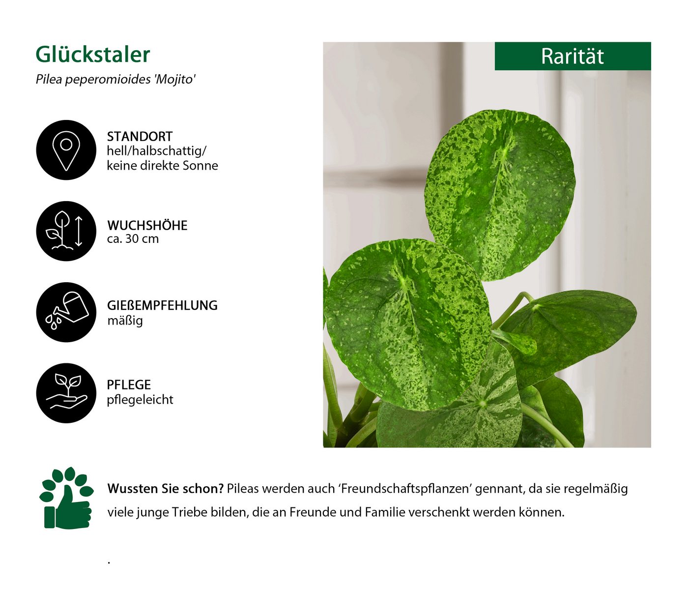Dehner Zimmerpflanze Glückstaler, Pilea peperomioides Mojito, 15 cm, Ø Topf 13 cm, Pflanzen-Rarität mit panaschierten Blättern – Bild 2 von 3