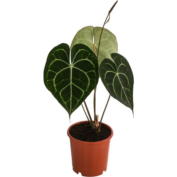 Dehner Zimmerpflanze Herzblattblume, Anthurium clarinervium, Pflanzen-Rarität, luftreinigende, tropische Grünpflanze mit herzförmigen Blättern