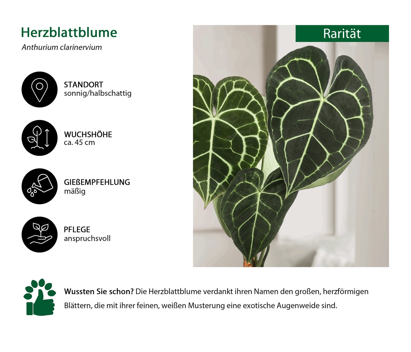 Dehner Zimmerpflanze Herzblattblume, Anthurium clarinervium, Pflanzen-Rarität, luftreinigende, tropische Grünpflanze mit herzförmigen Blättern – Bild 2 von 3