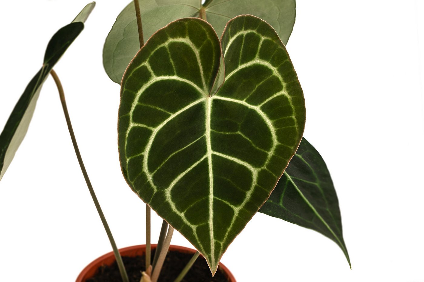 Dehner Zimmerpflanze Herzblattblume, Anthurium clarinervium, Pflanzen-Rarität, luftreinigende, tropische Grünpflanze mit herzförmigen Blättern – Bild 3 von 3