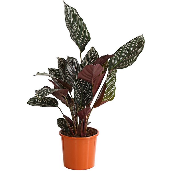 Dehner Zimmerpflanze Korbmarante, Calathea ornata, 40-50 cm inkl. Pflanztopf, luftreinigende Grünpflanze mit dunkelgrünem, gestreiftem Laub