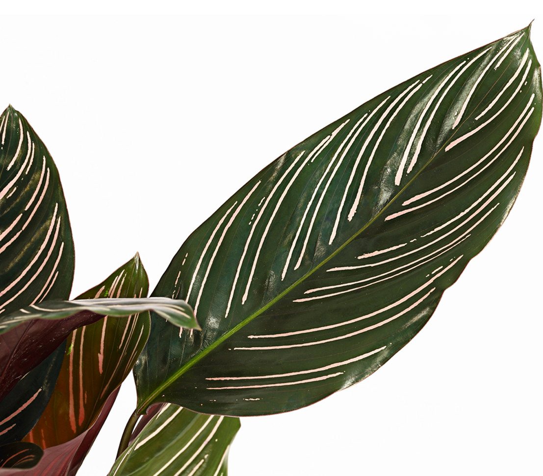 Dehner Zimmerpflanze Korbmarante, Calathea ornata, 40-50 cm inkl. Pflanztopf, luftreinigende Grünpflanze mit dunkelgrünem, gestreiftem Laub – Bild 2 von 3