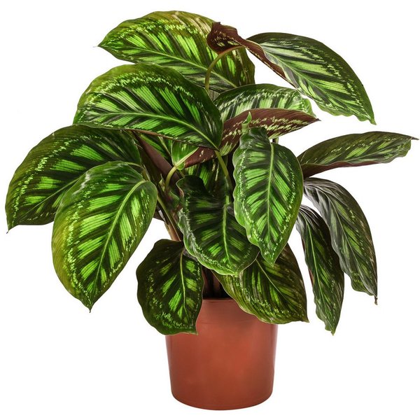 Dehner Zimmerpflanze Korbmarante Flamestar, Calathea roseopicta, ca. 40-50 cm, Ø Topf 14 cm, tropische Zimmerpflanze mit luftreinigender Wirkung
