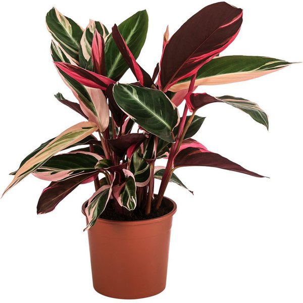 Dehner Zimmerpflanze Korbmarante Triostar, Strohmanthe sanguinea, panaschierte Blätter, mit Tag-/Nacht-Rhythmus, rote Blattunterseite