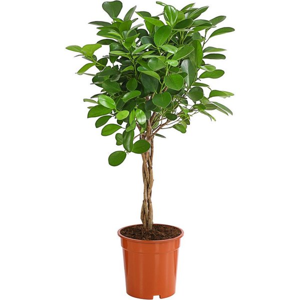 Dehner Zimmerpflanze Lorbeer-Feige, Ficus microcarpa Moclame, mit gedrehtem Stämmchen, mit glänzenden, fleischigen Blättern in kräftigem Grün