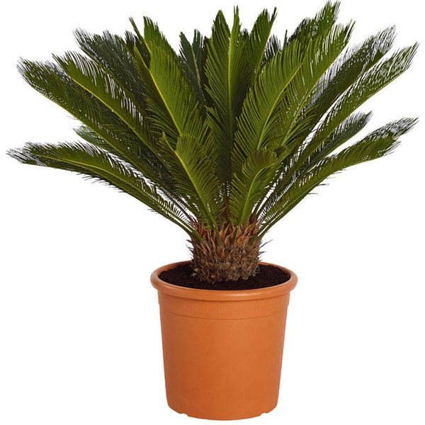 Dehner Zimmerpflanze Sagopalmfarn, Cycas revoluta, Urpflanze, Palmfarn mit großen, farnähnlichen, jedoch festen Blattwedeln