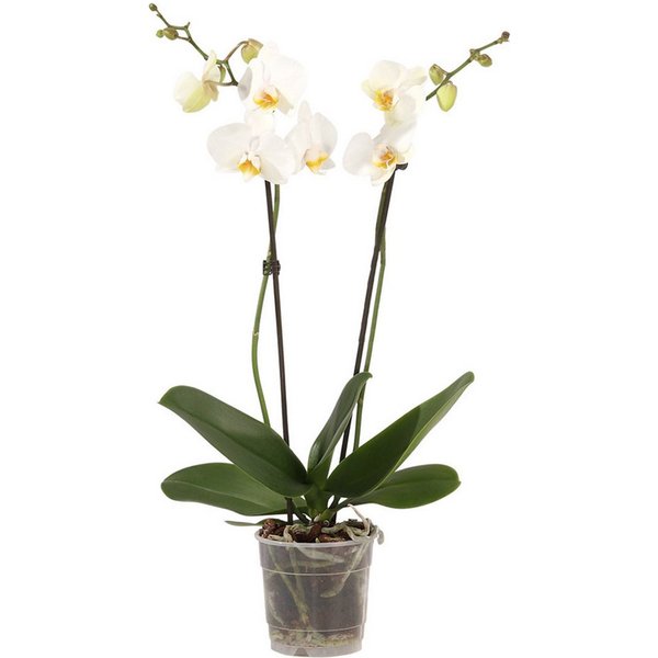Dehner Zimmerpflanze Schmetterlingsorchidee, Phalaenopsis cultivars, zweitriebig, pflegeleichte Blühpflanze mit langer Blütezeit