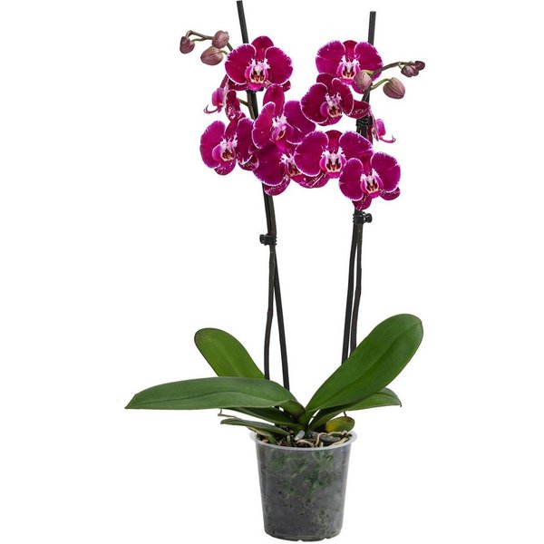 Dehner Zimmerpflanze Schmetterlingsorchidee Binty, zweitriebig, dunkelrot-pink, 50 cm, Phalaenopsis cultivars, exotische, pflegeleichte Orchidee