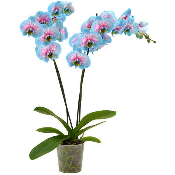 Dehner Zimmerpflanze Schmetterlingsorchidee Blue Wonder, Phalaenopsis cultivars, 50-60 cm