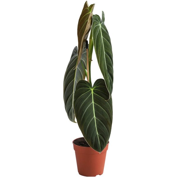 Dehner Zimmerpflanze Schwarzgoldener Baumfreund, Philodendron melanochrysum, Rarität, kletternde Zimmerpflanze mit samtigem Laub