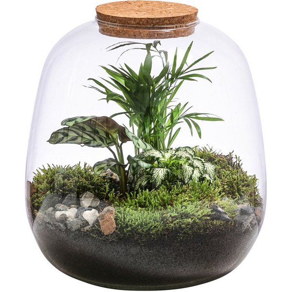 Dehner Zimmerpflanze Terrarium DIY Flaschengarten Mini-Urwald, 8-teilig, 1x Mosaikpflanze, 1x Marante, 1x Bergpalme, inkl. Deko
