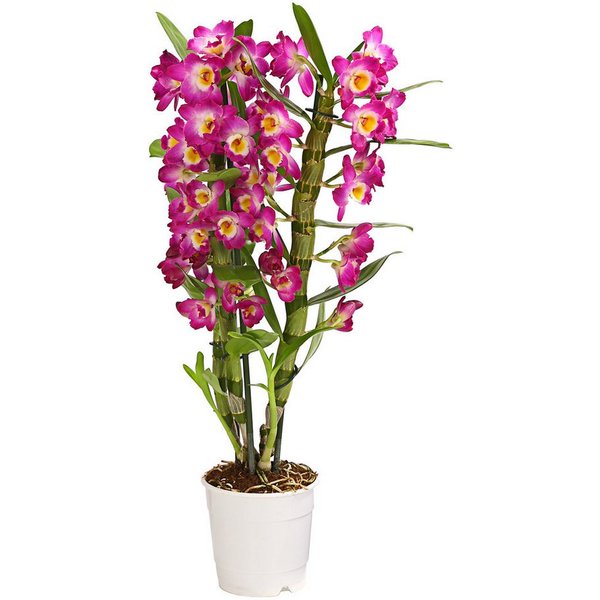 Dehner Zimmerpflanze Traubenorchidee, Dendrobium nobile, ca. 40-50 cm, versch. Farben, viele Blüten mit besonderem Aussehen