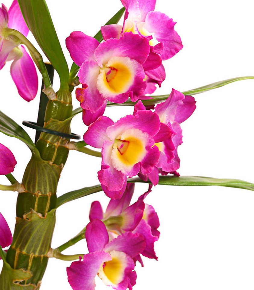 Dehner Zimmerpflanze Traubenorchidee, Dendrobium nobile, ca. 40-50 cm, versch. Farben, viele Blüten mit besonderem Aussehen – Bild 2 von 3