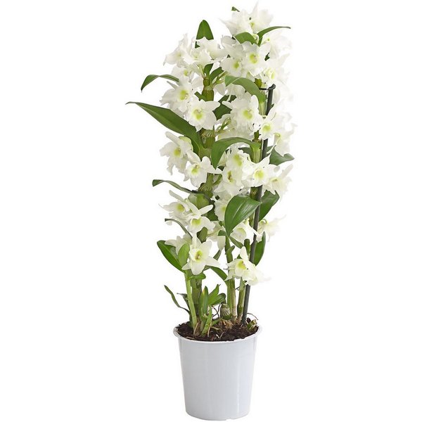 Dehner Zimmerpflanze Traubenorchidee, Dendrobium nobile, ca. 40-50 cm, versch. Farben, viele Blüten mit besonderem Aussehen