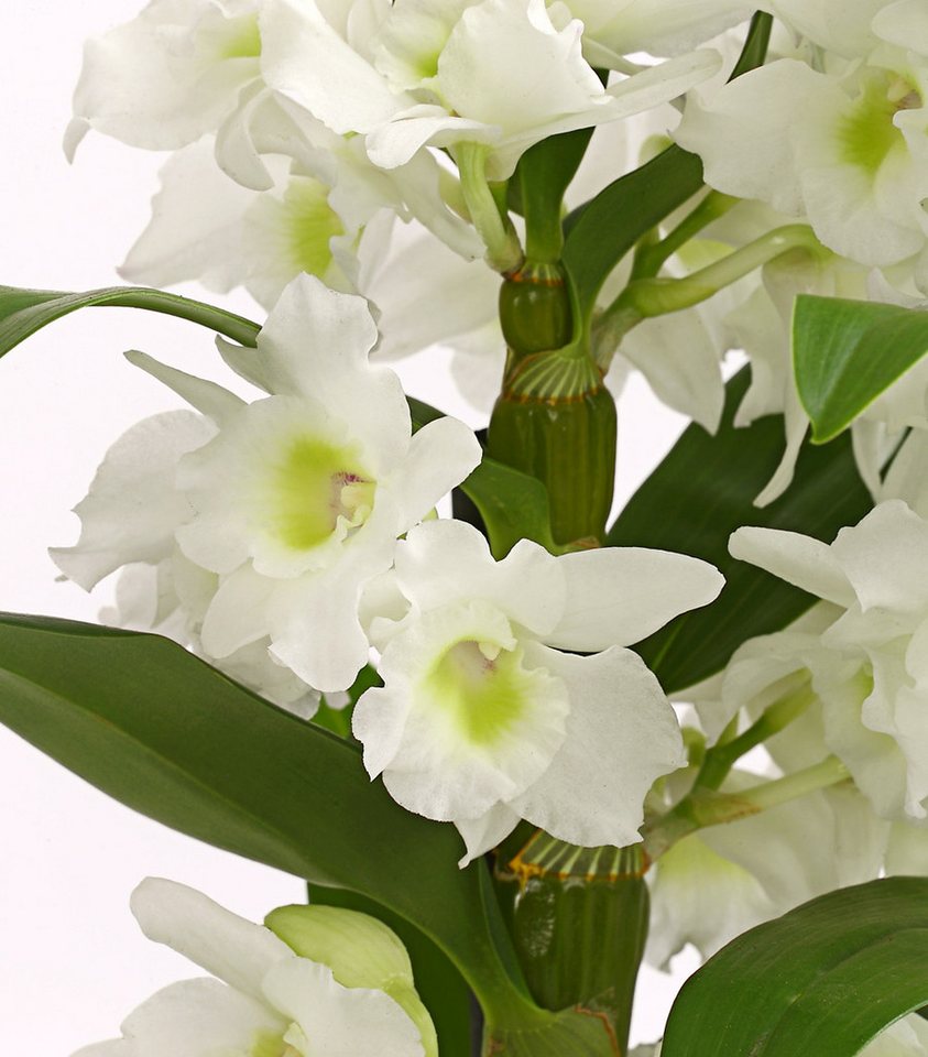 Dehner Zimmerpflanze Traubenorchidee, Dendrobium nobile, ca. 40-50 cm, versch. Farben, viele Blüten mit besonderem Aussehen – Bild 2 von 4