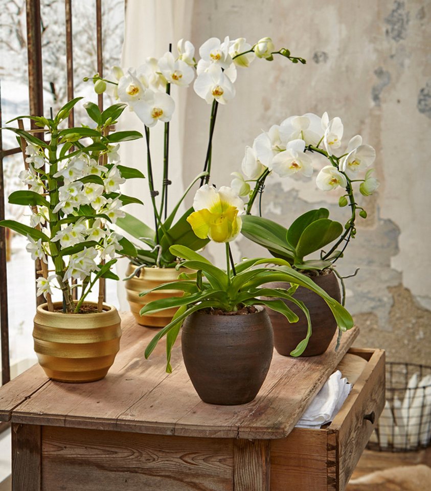 Dehner Zimmerpflanze Traubenorchidee, Dendrobium nobile, ca. 40-50 cm, versch. Farben, viele Blüten mit besonderem Aussehen – Bild 4 von 4