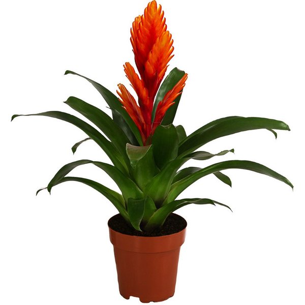 Dehner Zimmerpflanze Vriesea Intenso Orange, Bromelia cultivars, 45 cm, Ø Topf 12 cm, rosettenförmiger Wuchs, Blüte orange