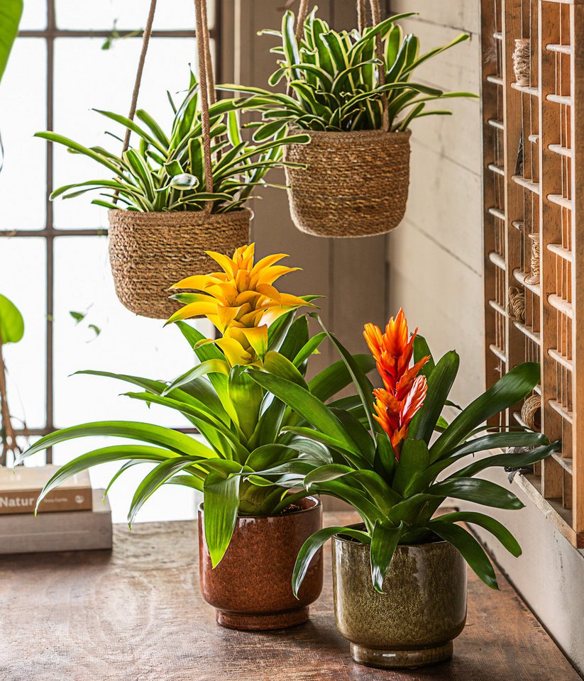 Dehner Zimmerpflanze Vriesea Intenso Orange, Bromelia cultivars, 45 cm, Ø Topf 12 cm, rosettenförmiger Wuchs, Blüte orange – Bild 2 von 2