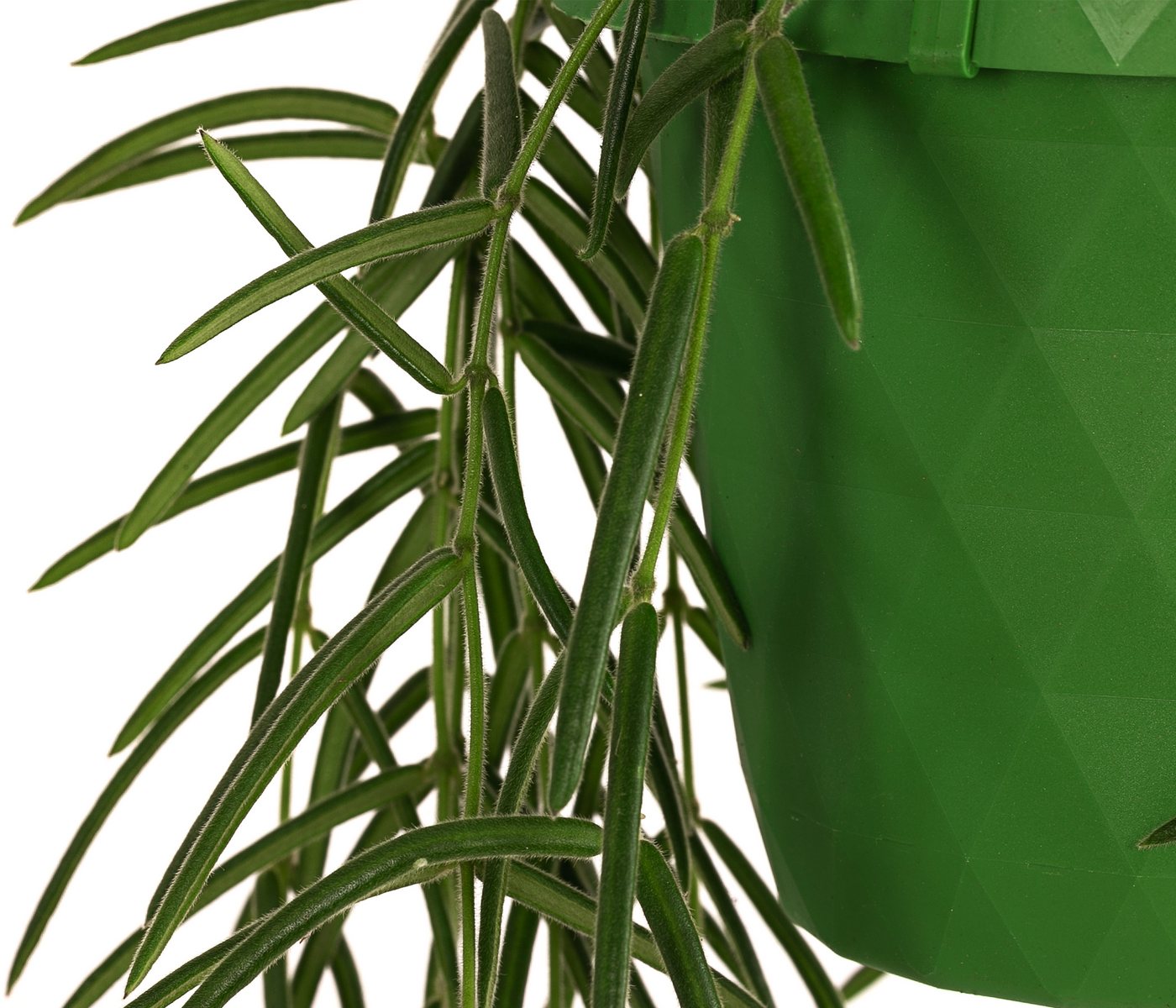 Dehner Zimmerpflanze Wachsblume, Hoya linearis, in Blumenampel – Bild 2 von 3