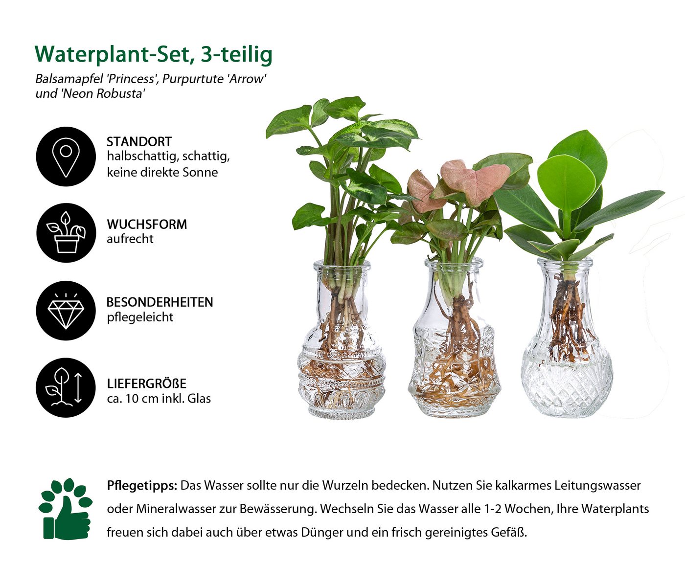 Dehner Zimmerpflanze Waterplant-Set, je 1x Balsamapfel, Purpurtute Arrow, Purpurtute Neon, pflegeleichte Wasserpflanzen in Vasen – Bild 2 von 5