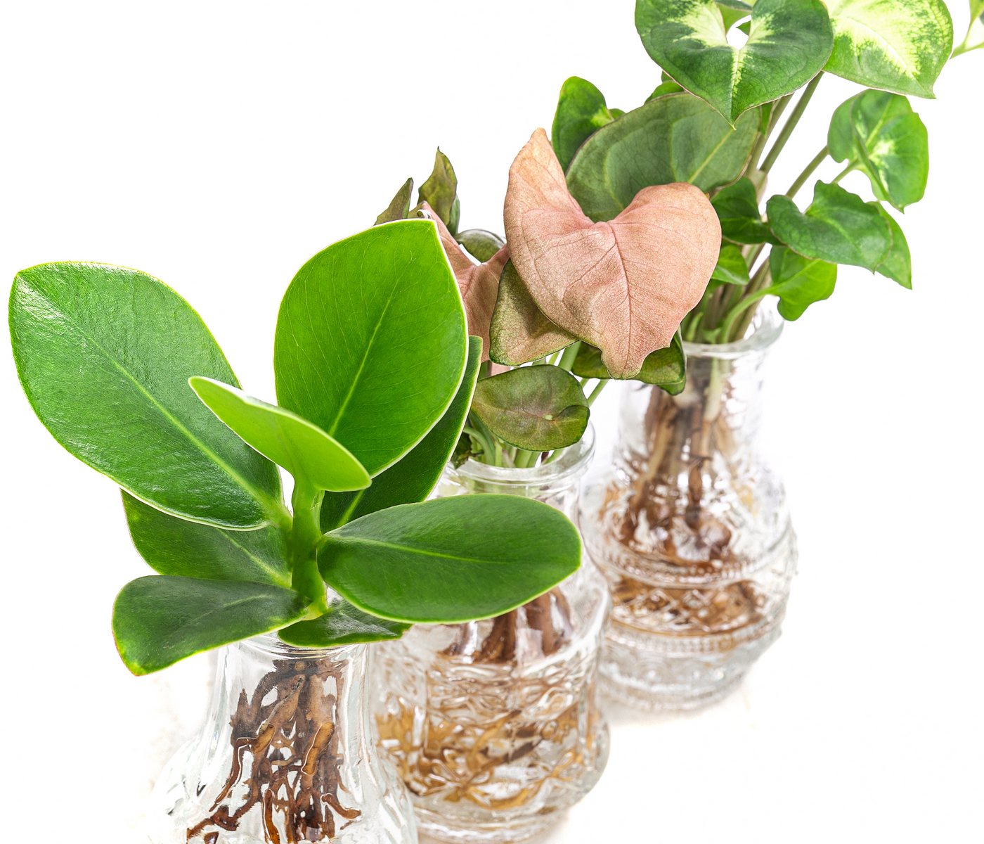 Dehner Zimmerpflanze Waterplant-Set, je 1x Balsamapfel, Purpurtute Arrow, Purpurtute Neon, pflegeleichte Wasserpflanzen in Vasen – Bild 3 von 5