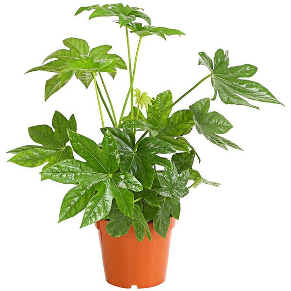 Dehner Zimmerpflanze Zimmeraralie, Fatsia japonica, mit ledrigen, mehrlappigen Blättern, pflegeleichte Zierpflanze, ideal für Pflanzenanfänger