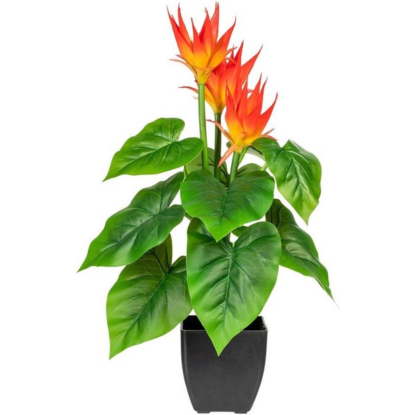 Kunstpflanze Warnow Guzmania, DELAVITA, Höhe 58 cm, im Topf