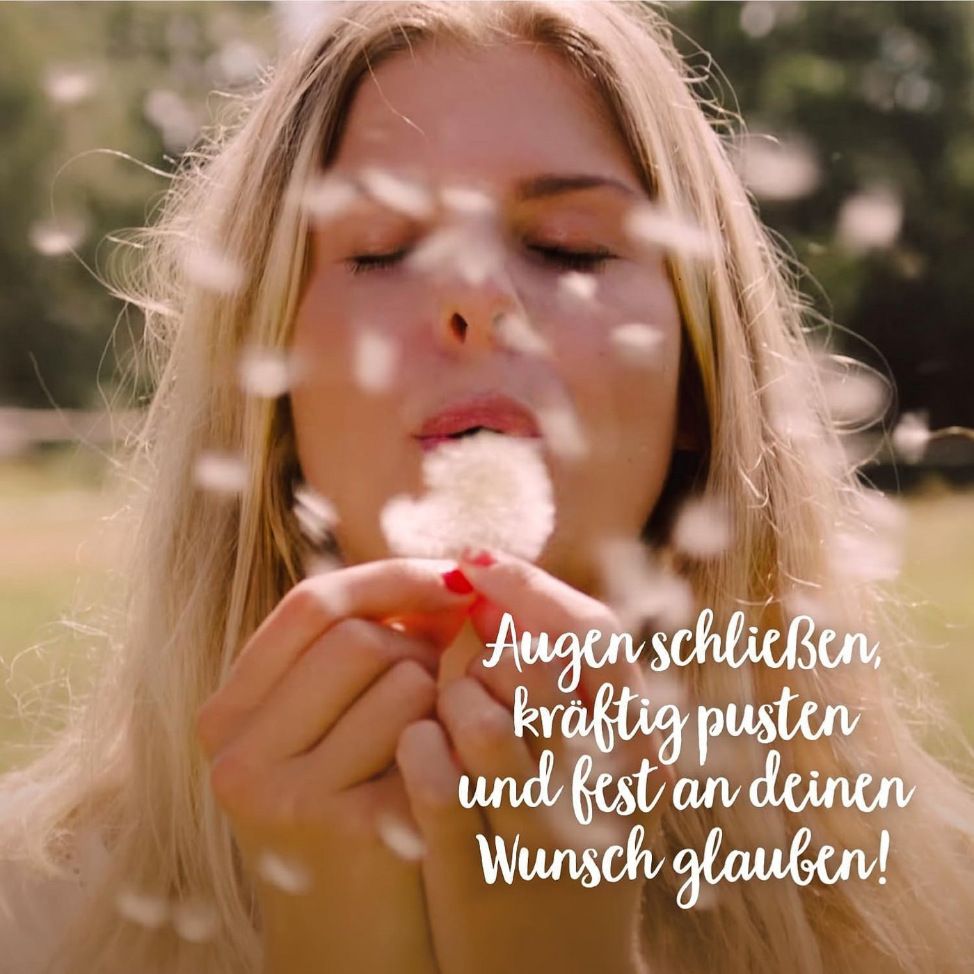 Trockenblume Echte Pusteblume, Toller Wunscherfüller zur Hochzeit, Geburtstag uvm. Löwenzahn, Die Stadtgärtner – Bild 5 von 5