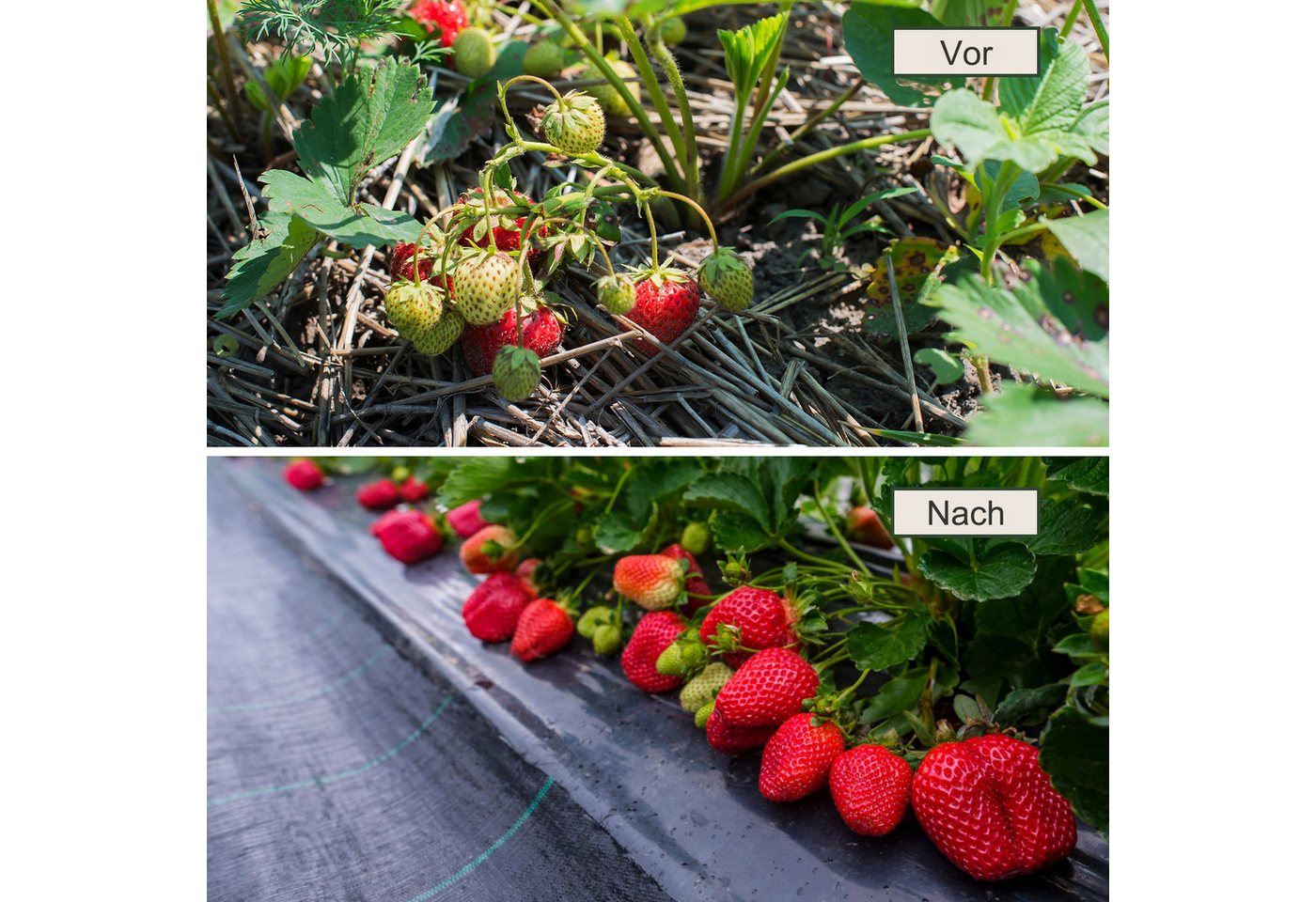 Dripex Unkrautvlies Unkrautvlies Gartenvlies 90g/m² Unkrautfolie Wasserdurchlässig, 1mx10m=10m² gefaltet – Bild 3 von 5
