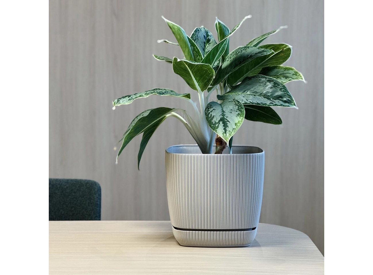 Engelland Blumentopf Pflanztopf mit Drainagesystem & Untersetzer (12 x 12 cm, 1 Liter, 1 St., robuster PP-Kunststoff), eckig, Rillenoptik, UV-resistent, direkte – Bild 5 von 5