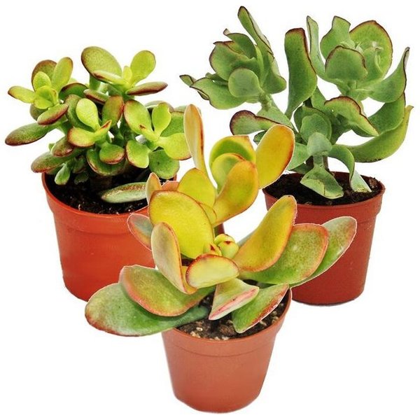 Exotenherz Kaktus Geldbaum-Set, 3 verschiedene Crassula-Arten im 5,5cm Topf