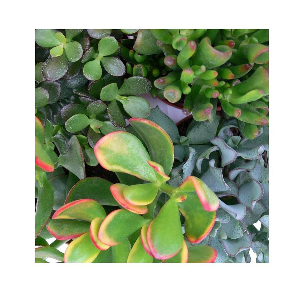 Exotenherz Kaktus Geldbaum-Set, 3 verschiedene Crassula-Arten im 5,5cm Topf – Bild 2 von 2