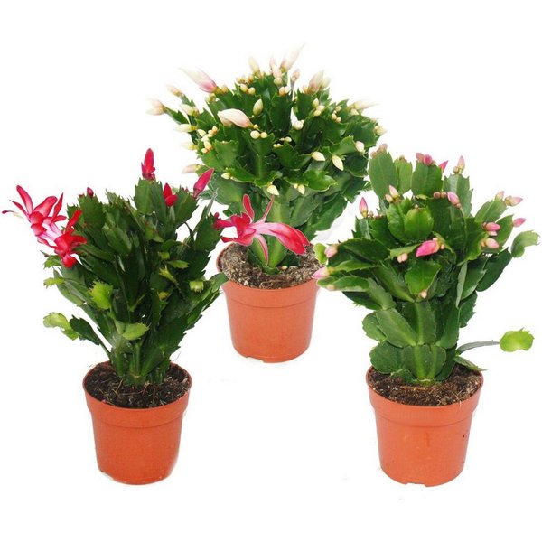 Exotenherz Kaktus Weihnachtskaktus - Schlumbergera - Set mit 3 Pflanzen