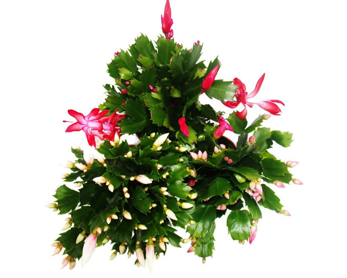 Exotenherz Kaktus Weihnachtskaktus - Schlumbergera - Set mit 3 Pflanzen – Bild 2 von 5