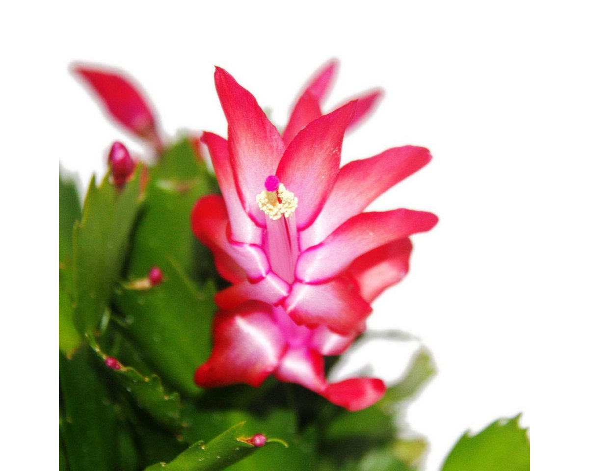 Exotenherz Kaktus Weihnachtskaktus - Schlumbergera - Set mit 3 Pflanzen – Bild 3 von 5