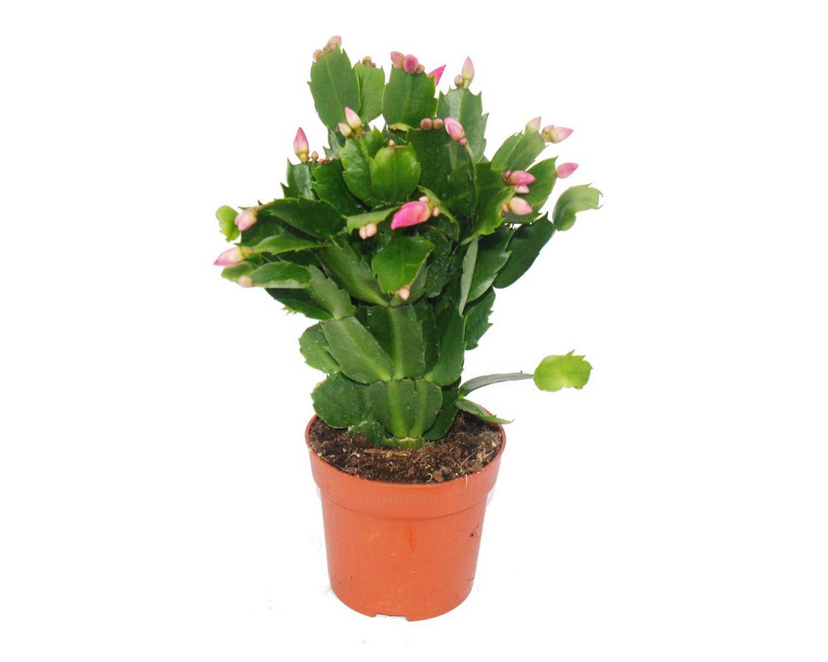 Exotenherz Kaktus Weihnachtskaktus - Schlumbergera - Set mit 3 Pflanzen – Bild 4 von 5