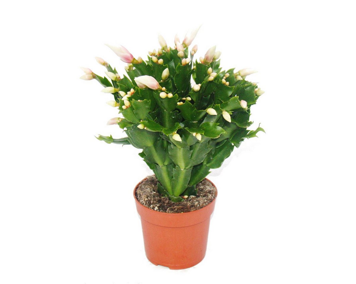 Exotenherz Kaktus Weihnachtskaktus - Schlumbergera - Set mit 3 Pflanzen – Bild 5 von 5