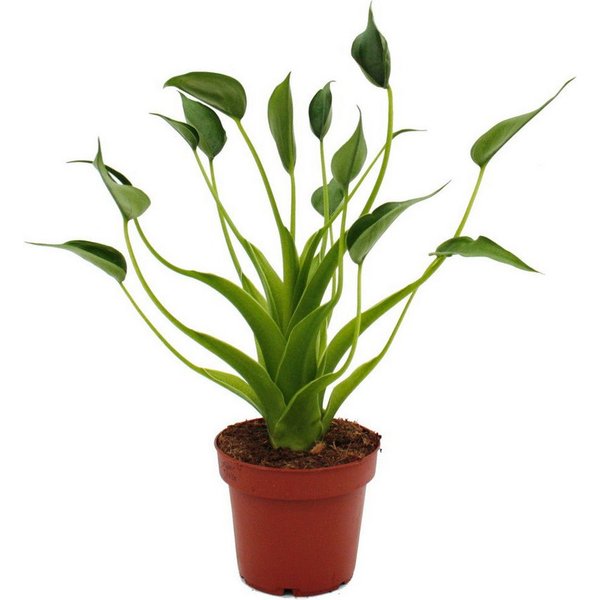 Exotenherz Zimmerpflanze Alocasia "Tiny Dancer" - Pfeilblatt - Tropenwurz - RARITÄT - 12cm Topf