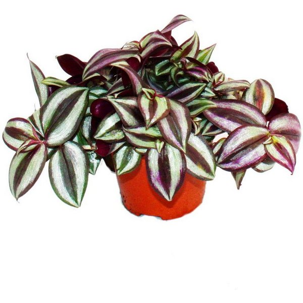 Exotenherz Zimmerpflanze Dreimasterblume Tradescantia zebrina pflegeleichte 12cm Topf