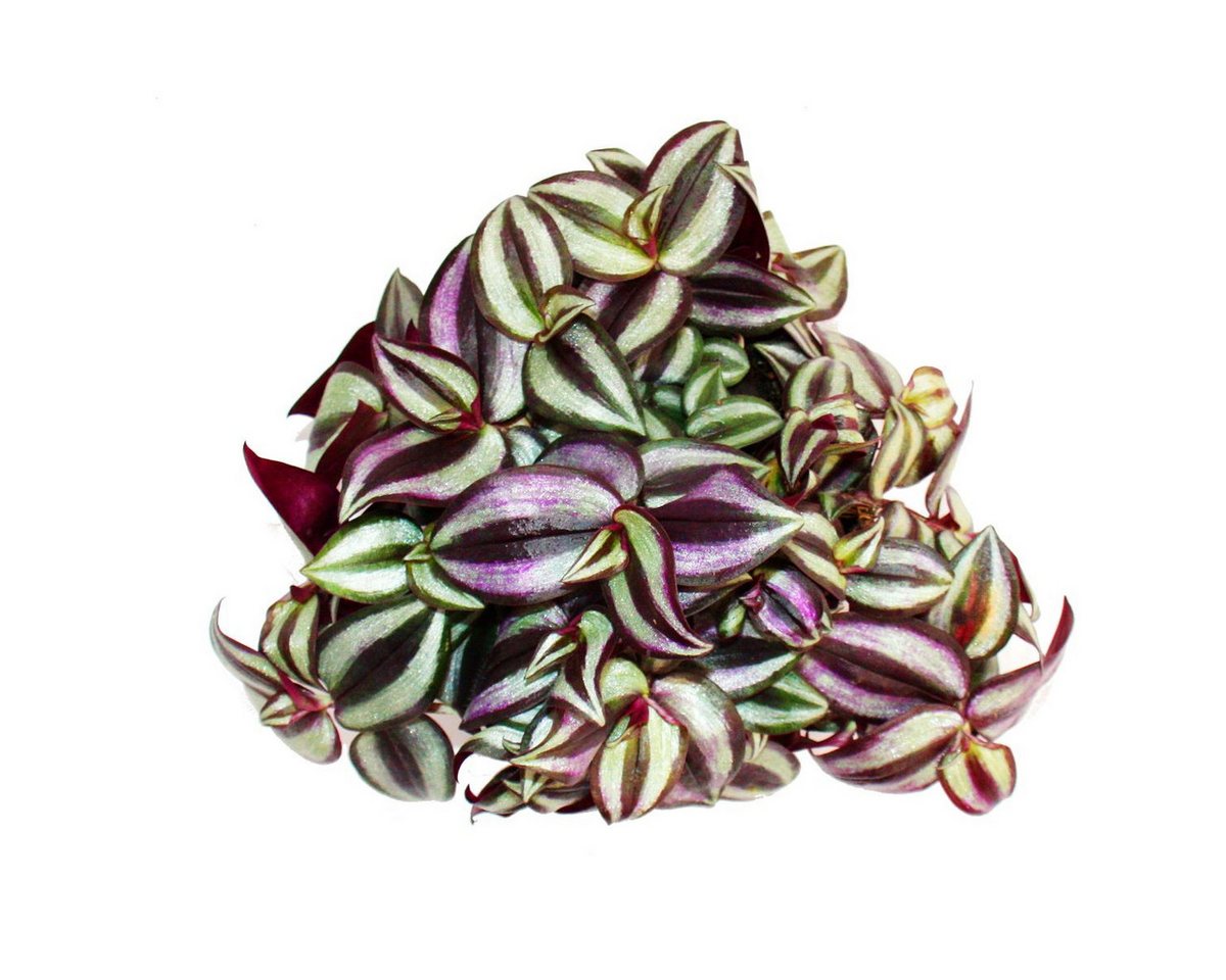 Exotenherz Zimmerpflanze Dreimasterblume Tradescantia zebrina pflegeleichte 12cm Topf – Bild 2 von 2