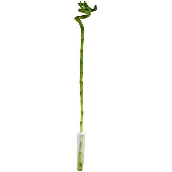 Exotenherz Zimmerpflanze Glücksbambus 'Lucky Bamboo' spiralförmig im Röhrchen ca. 40 cm hoch