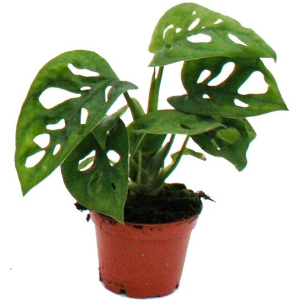 Exotenherz Zimmerpflanze Mini-Pflanze Monstera Monkey Mask Fensterblatt im 5,5cm Topf