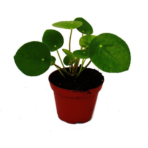 Exotenherz Zimmerpflanze Mini Pilea peperomioides Glückstaler Bauchnabelpflanze im 5,5cm Topf
