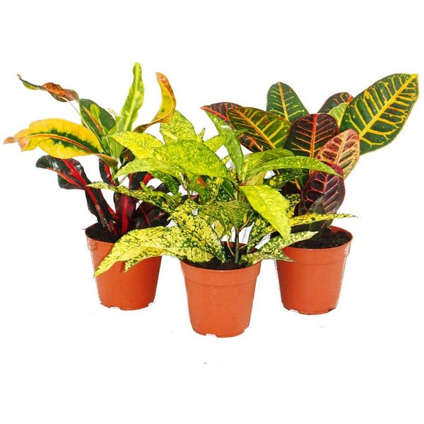 Exotenherz Zimmerpflanze Set aus 3 verschiedenen Codiaeum-Pflanzen, Wunderstrauch, 9cm