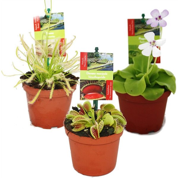 Exotenherz Zimmerpflanze Starter Set Fleischfressende Pflanzen - 3 Pflanzen