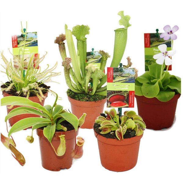 Exotenherz Zimmerpflanze Starter Set Fleischfressende Pflanzen - 5 Pflanzen